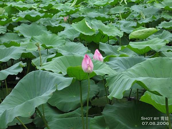 台北植物園