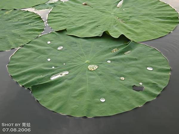 台北植物園