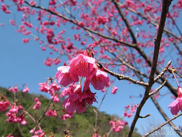 櫻花滿開