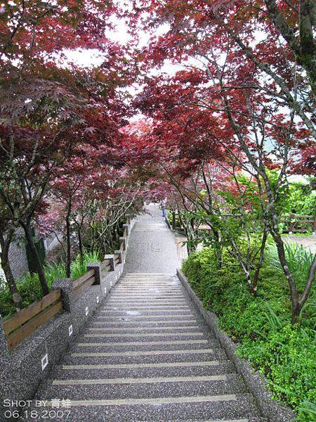 太平山莊紅槭道