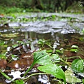 太平山原始森林公園