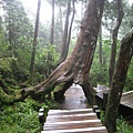 太平山原始森林公園