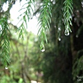 太平山原始森林公園