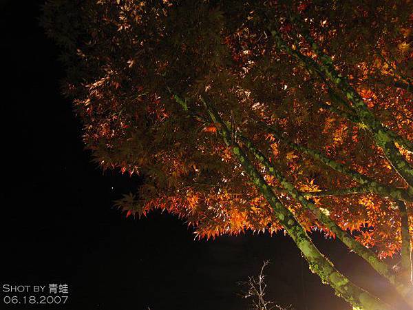 太平山莊紅槭