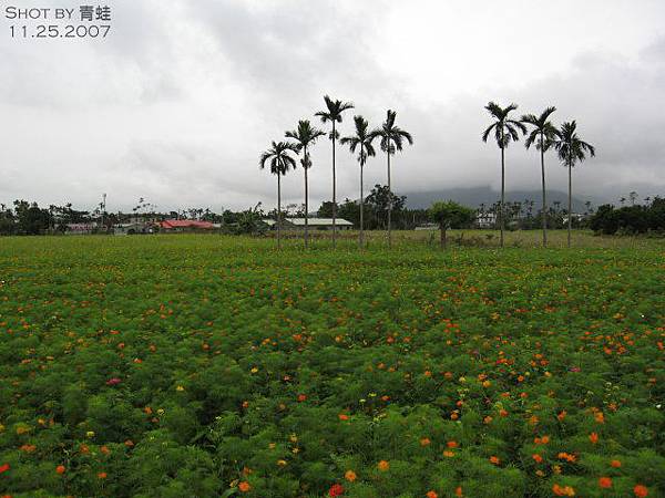 光復花海