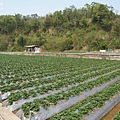 草莓園