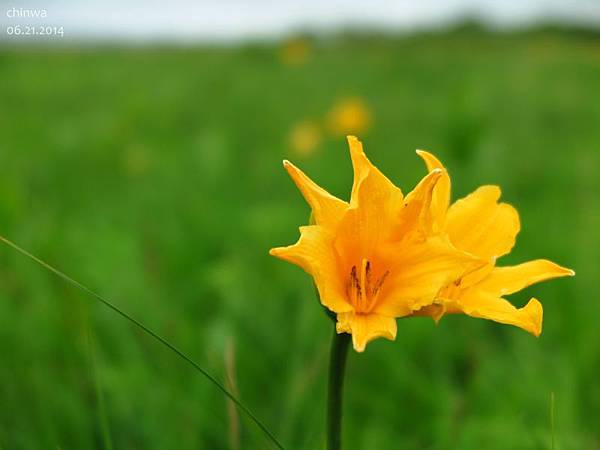 天塩.サロベツ原生花園