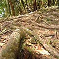 鳶嘴稍來山步道