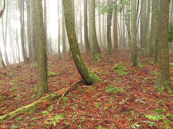 檜山巨木森林步道