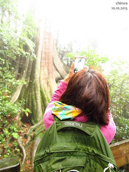 檜山巨木森林步道