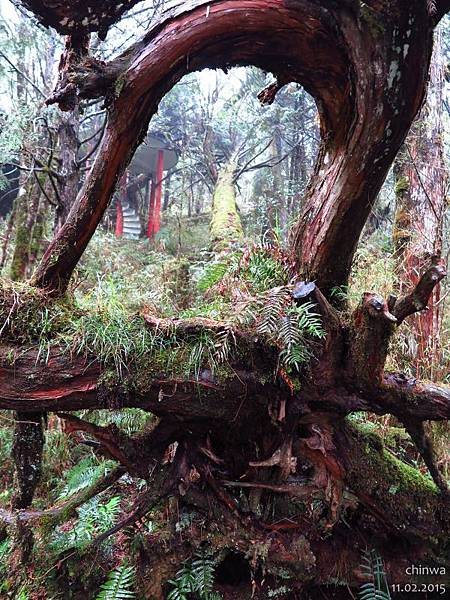 原始森林公園