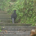 台灣山毛櫸國家步道