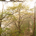 台灣山毛櫸國家步道