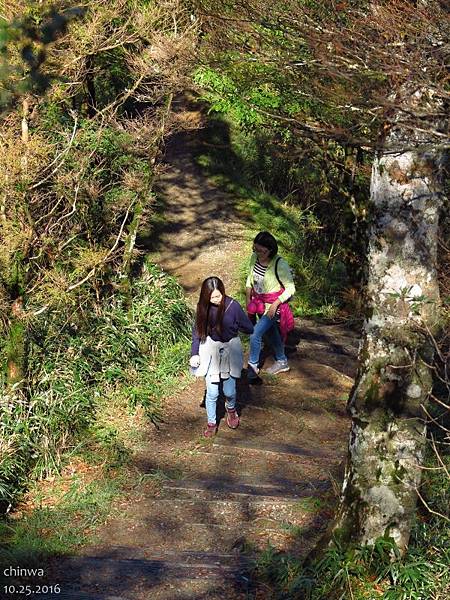 台灣山毛櫸國家步道