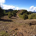 鹿林山區步道.麟趾山