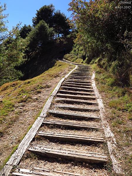 鹿林山區步道.鹿林山