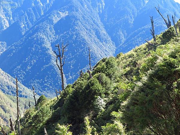 鹿林山區步道.鹿林山