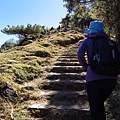 鹿林山區步道.鹿林山