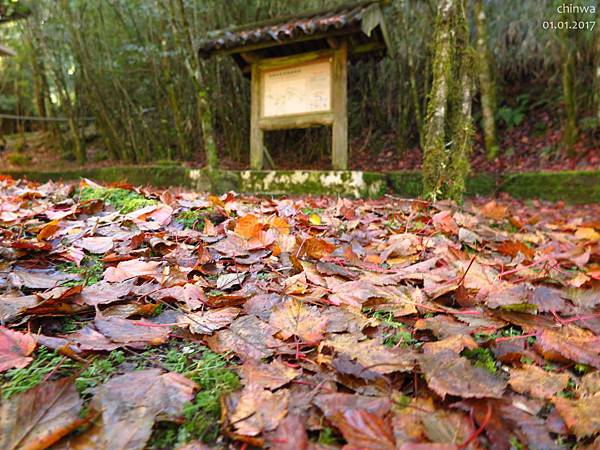 玉山林道.大鐵杉