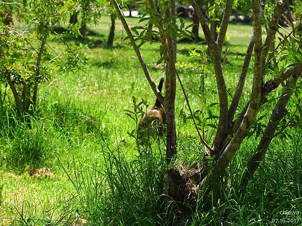 武陵農場.高山植物園