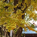 福岡.櫛田神社