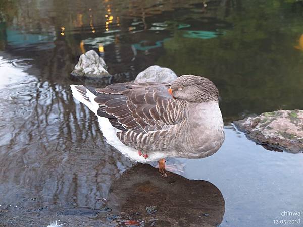 湯布院.金鱗湖