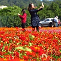 大溪.月眉休閒農業區