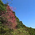 東眼山.東眼山林道