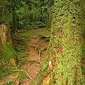 東眼山.自導式步道