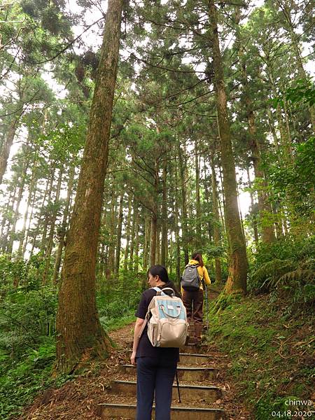 東眼山.自導式步道