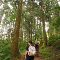 東眼山.自導式步道