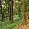 東眼山.自導式步道支線