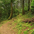 東眼山.自導式步道支線