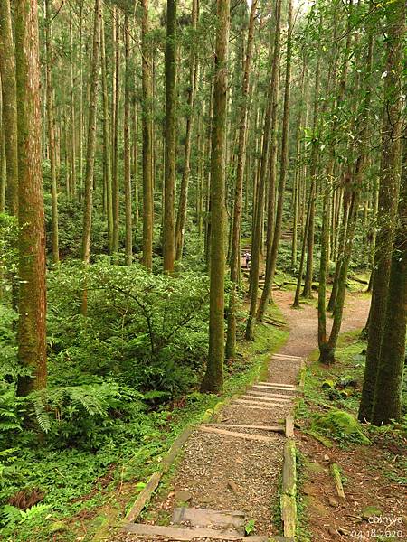 東眼山.親子峰步道