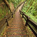 東眼山.親子峰步道