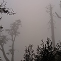 大雪山.稍來小雪山步道