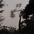 大雪山.稍來小雪山步道