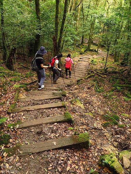 大雪山.稍來小雪山步道