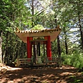 大雪山.雪山神木步道