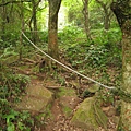 大屯南峰登山道