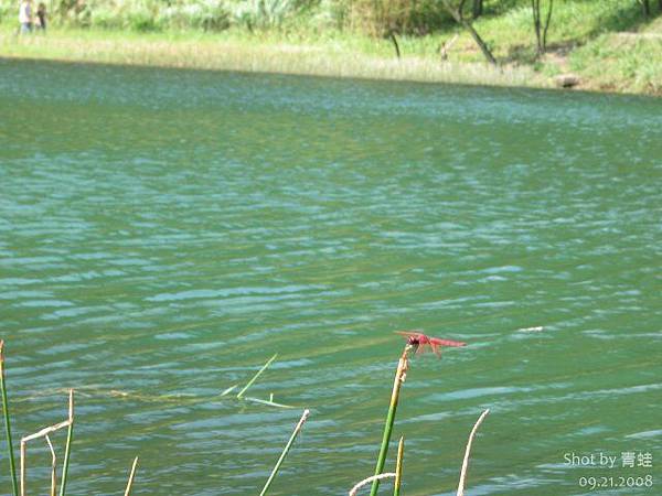 紅蜻蜓與夢湖
