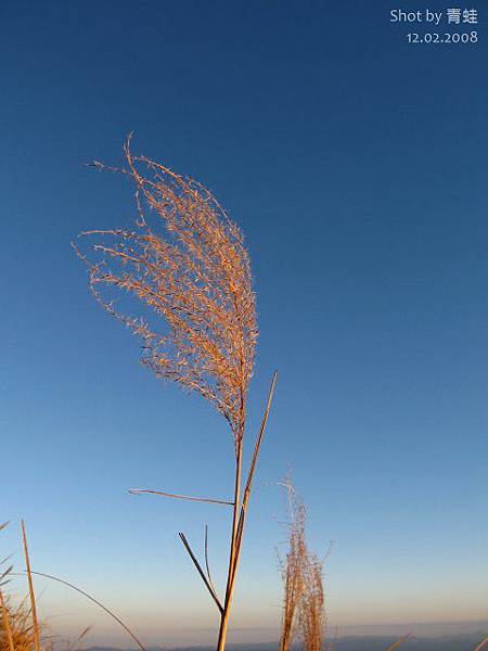 芒花與藍天