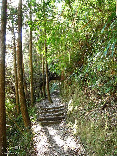 杉林溪)穿林棧道