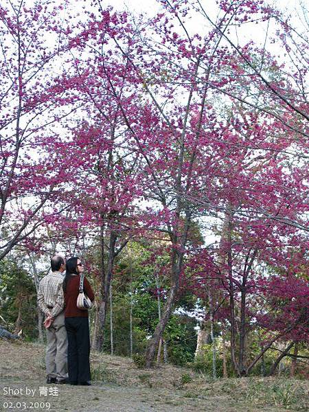新中橫)櫻花與遊客