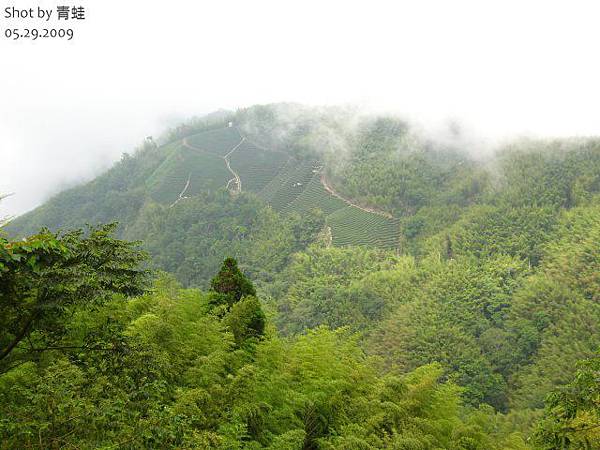 大鞍)茶園