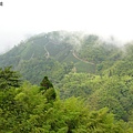 大鞍)茶園