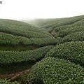 軟鞍)八卦茶園