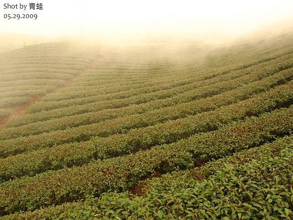 軟鞍)八卦茶園