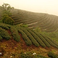 軟鞍)八卦茶園