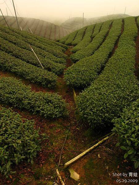 軟鞍)八卦茶園